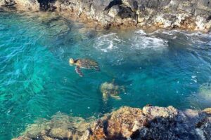 Beach Snorkel - Sea Turtle and Black Sand Lagoon