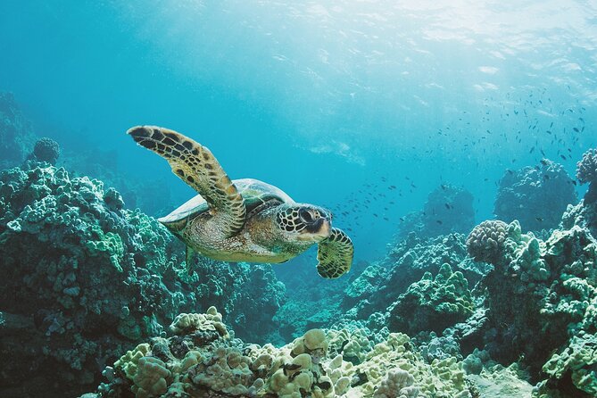 Turtle Canyon