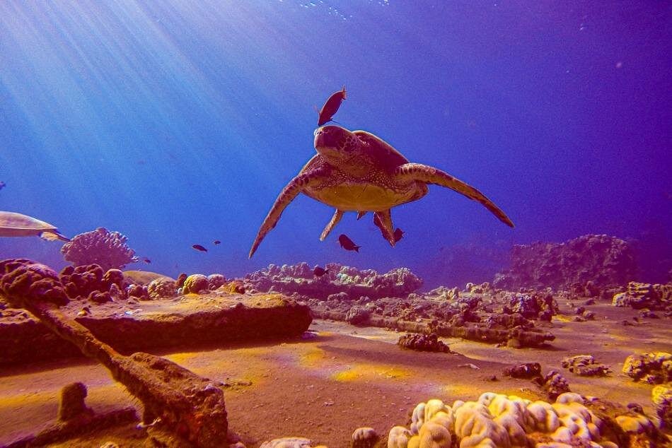 South Maui Shore Dive – A Unique Underwater Adventure