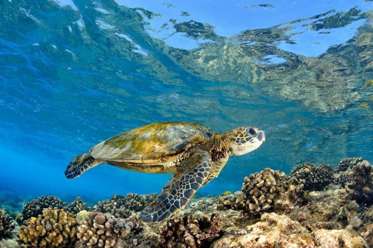 oahu-circle-island-tour